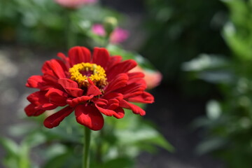 Colorful red yellow and blue flowers of zinnia close up