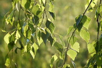 birch leaves close-up at sunset
