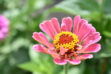 Obraz premium Colorful red yellow and blue flowers of zinnia close up