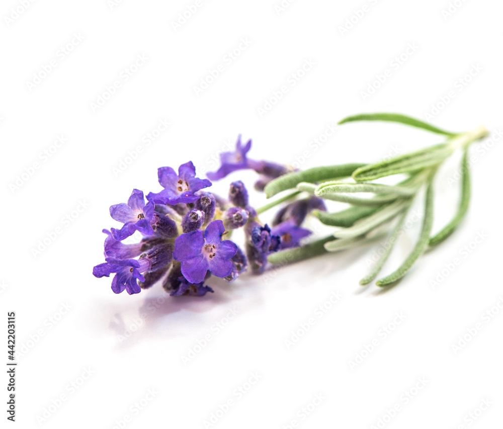 Poster lavender flower with leaves isolated on white background