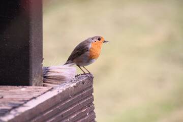 robin on a fence