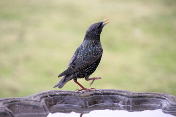 A Starling on a bird feeder
