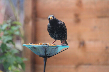 A Starling on a bird feeder