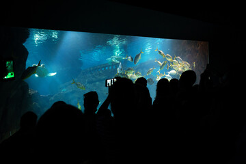 Obraz premium a large company of people came on a tour of the aquarium. People tourists take photographs of fish in a large aquarium.