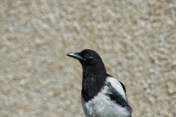 Close up of a Fledging Magpie