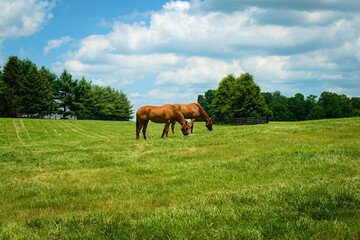 Fototapeta na wymiar Horses on a Kentucky horse farm