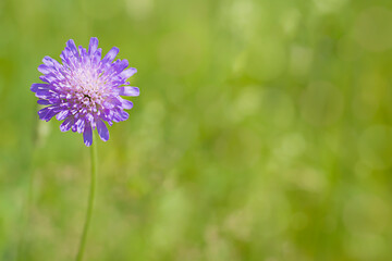 Purple flower on a green background. Floral background.