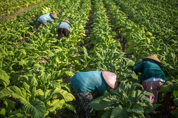 Farmers working on a tobacco plantation