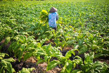 Farmers working on a tobacco plantation