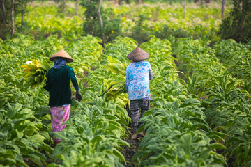 Farmers working on a tobacco plantation