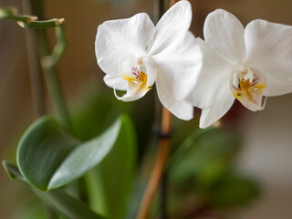white orchid with a yellow core, on a blurred background 