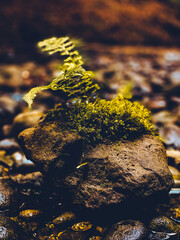 moss on stone