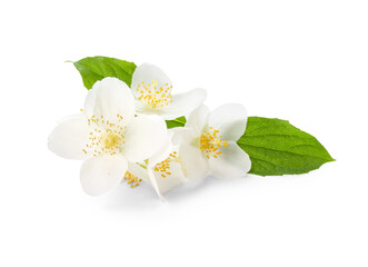 Beautiful jasmine flowers on white background