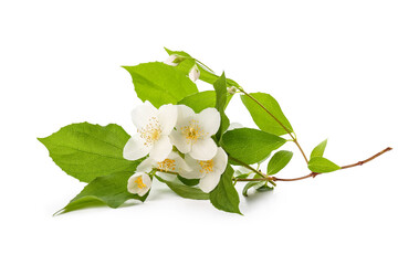 Beautiful jasmine flowers on white background