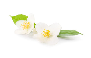 Beautiful jasmine flowers on white background
