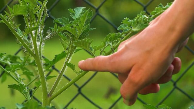 Identifying place where tomato plant grows sucker and pinching it off. Sucker, side shoot, form in the axil where the leaf meets the main stem.