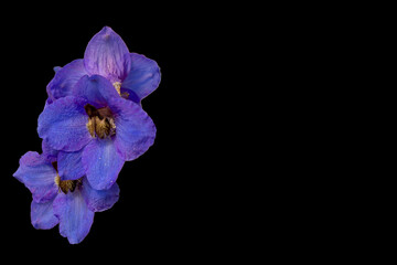 Fototapeta premium delphinium isolated on black background