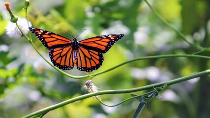 butterfly on a flower