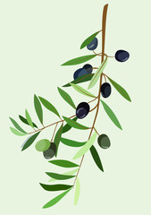 Vector image of a branch with green and black olives. Vivid flora image. Modern summer motives. Design for menus, cards, posters, templates, textiles, patterns, backgrounds, avatars.