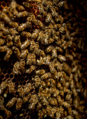 close up of a bee