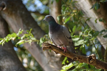 Pigeons, Wat Umong