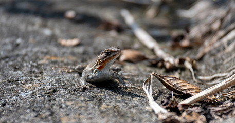 Reptile Wins
