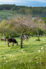 Animal ferme vache 530