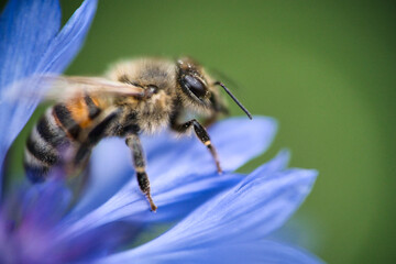 a western honeybee, Apis mellifera, in close-up, which belongs to the true bees, collects pollen from a beautiful cornflower