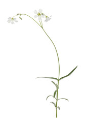 Beautiful meadow wild flower on white background