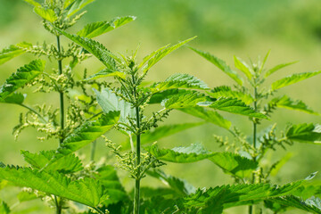 Nettle (urtica dioica) with fluffy green leaves and flowers. Medicinal plants in natural. Fresh nettle leaves.