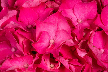 Detailed top view full frame macro shot of Hortensia aka Hydrange flower