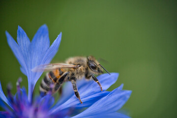 a western honeybee, Apis mellifera, in close-up, which belongs to the true bees, collects pollen from a beautiful cornflower