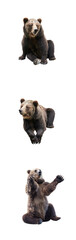 Set of brown bear over white background. Vertical frame.