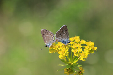 Many-eyed Mazarin Blue butterfly - Polyommatus semiargus