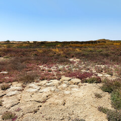 Absheron National Park created to preserve gazelles, Caspian seals and waterfowl living in this territory