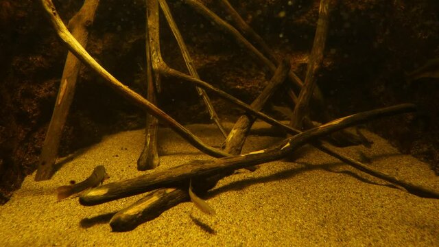 Fish such as crucian carps and loaches that swim in the water. 