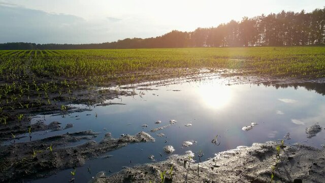 Young corn fields are flooded with water after rain. Puddle in the field. Farming, agriculture loss concept. Slow motion