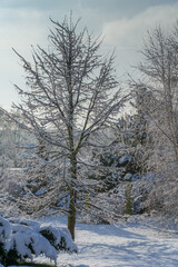 a snowy winter garden with the sun in the background
