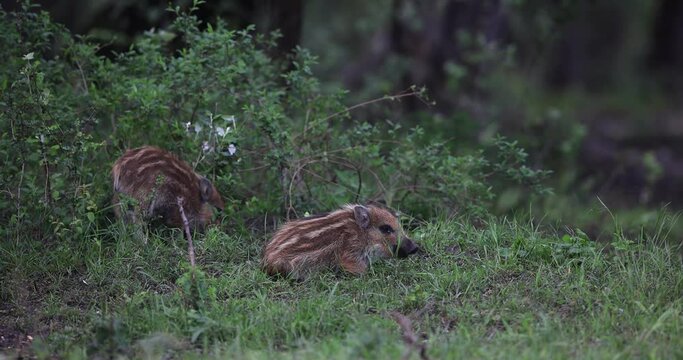Several wild boars eat in the forest