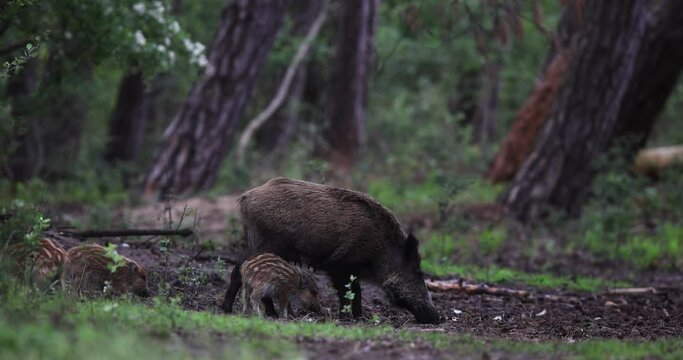Several wild boars eat in the forest