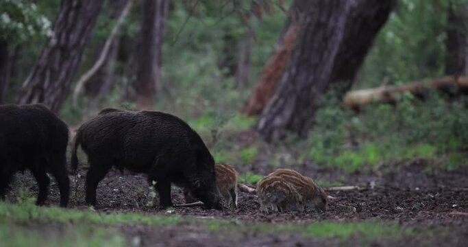 Several wild boars eat in the forest