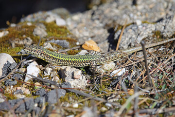 Male specimen of the Bocage's wall lizard Podarcis bocagei with the characteristic green color of the mating season. The species is endemic to the Iberian Peninsula. Lives in temperate forests.