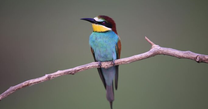 A European bee-eater sits on a branch
