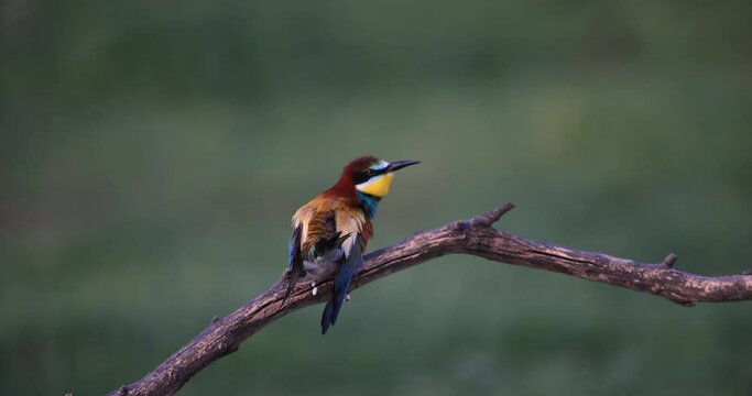 A European bee-eater sits on a branch