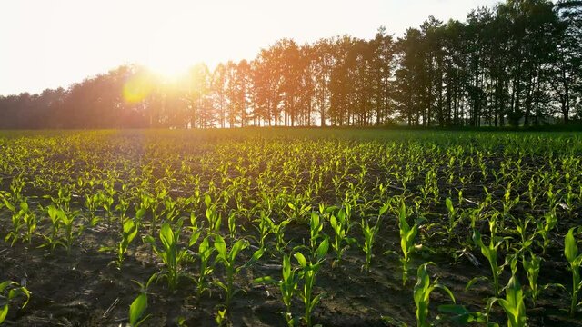 A field with young corn shoots at sunset. Farm land. Green sprouts in rows. Agricultural business. Aerial view, slow motion