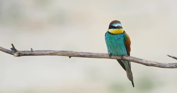 A European bee-eater sits on a branch