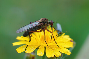 Closeup of the Migrant hoverfly , Eupeodes corollae sitting on a green leaf , on a yellow flower of Crepis capillaris