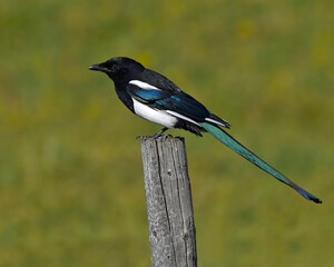 Black-billed Magpie on fencepost - Saskatchewan, Canada 