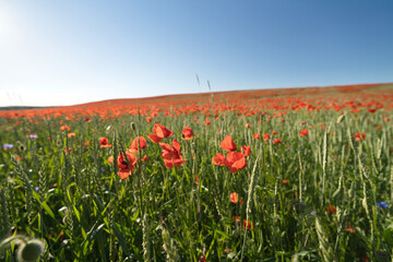 green and red beautiful poppy flower field background