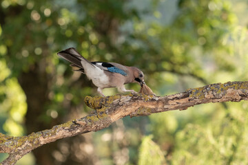 Arrendajo euroasiático cazando un ratón en el bosque (Garrulus glandarius)